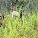 Energy Action Month: Fort McCoy uses goats to save on resources in fight against invasive plant species