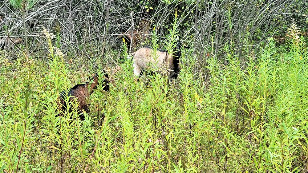 Energy Action Month: Fort McCoy uses goats to save on resources in fight against invasive plant species