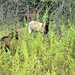 Energy Action Month: Fort McCoy uses goats to save on resources in fight against invasive plant species