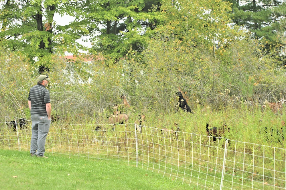 Energy Action Month: Fort McCoy uses goats to save on resources in fight against invasive plant species