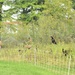 Energy Action Month: Fort McCoy uses goats to save on resources in fight against invasive plant species