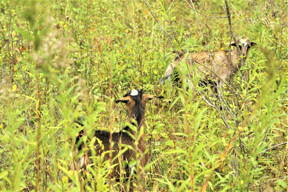 Energy Action Month: Fort McCoy uses goats to save on resources in fight against invasive plant species