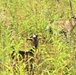 Energy Action Month: Fort McCoy uses goats to save on resources in fight against invasive plant species