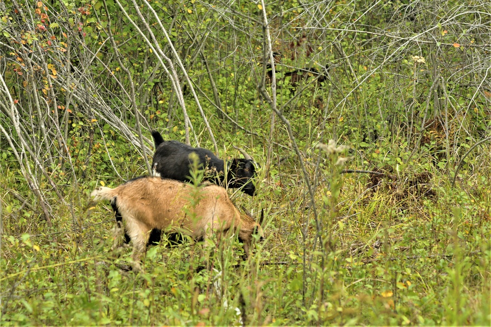 Energy Action Month: Fort McCoy uses goats to save on resources in fight against invasive plant species