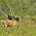 Energy Action Month: Fort McCoy uses goats to save on resources in fight against invasive plant species