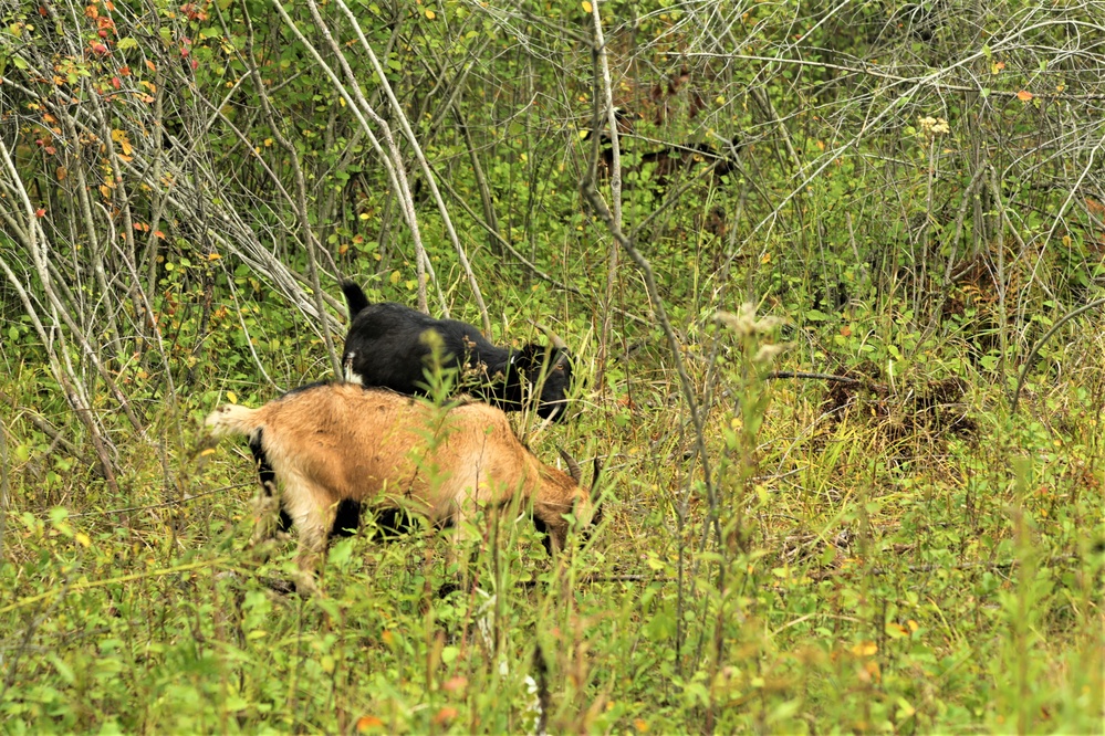 Energy Action Month: Fort McCoy uses goats to save on resources in fight against invasive plant species