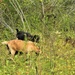 Energy Action Month: Fort McCoy uses goats to save on resources in fight against invasive plant species