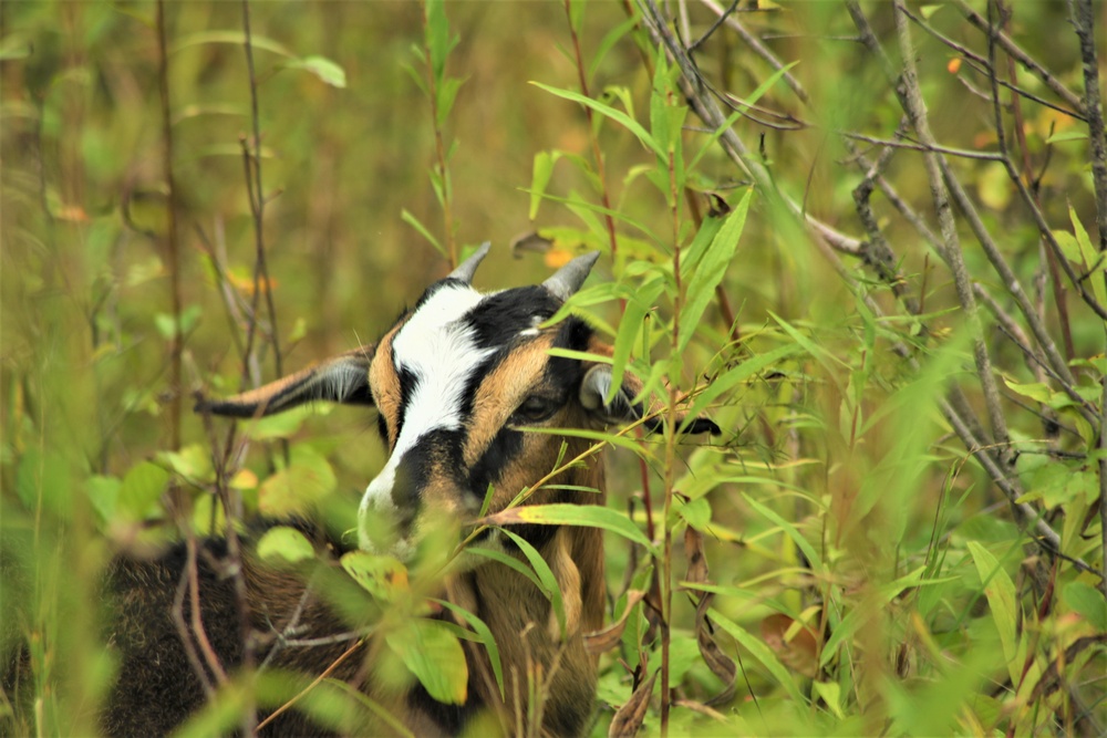 Energy Action Month: Fort McCoy uses goats to save on resources in fight against invasive plant species