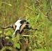 Energy Action Month: Fort McCoy uses goats to save on resources in fight against invasive plant species