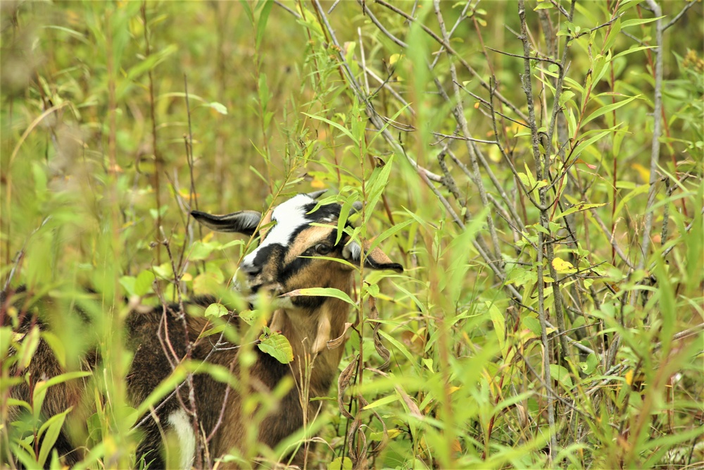 Energy Action Month: Fort McCoy uses goats to save on resources in fight against invasive plant species