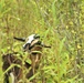 Energy Action Month: Fort McCoy uses goats to save on resources in fight against invasive plant species