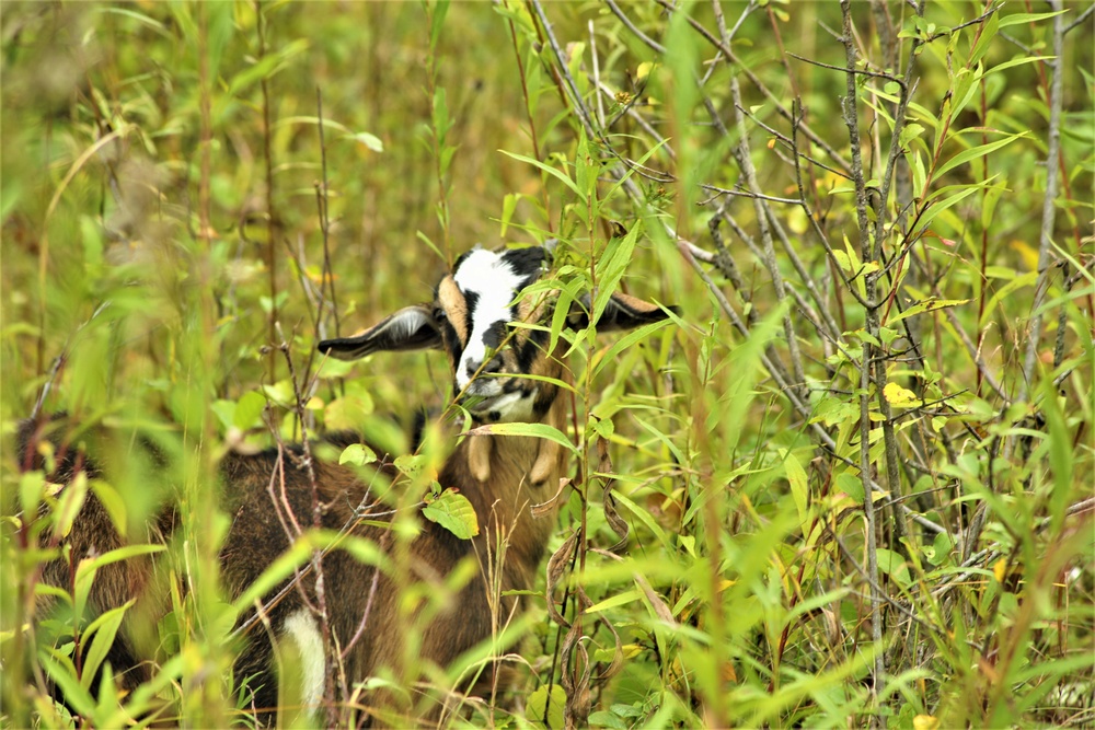 Energy Action Month: Fort McCoy uses goats to save on resources in fight against invasive plant species