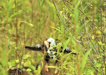 Energy Action Month: Fort McCoy uses goats to save on resources in fight against invasive plant species