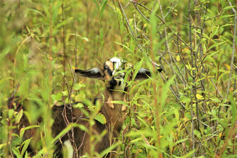 Energy Action Month: Fort McCoy uses goats to save on resources in fight against invasive plant species