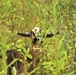 Energy Action Month: Fort McCoy uses goats to save on resources in fight against invasive plant species