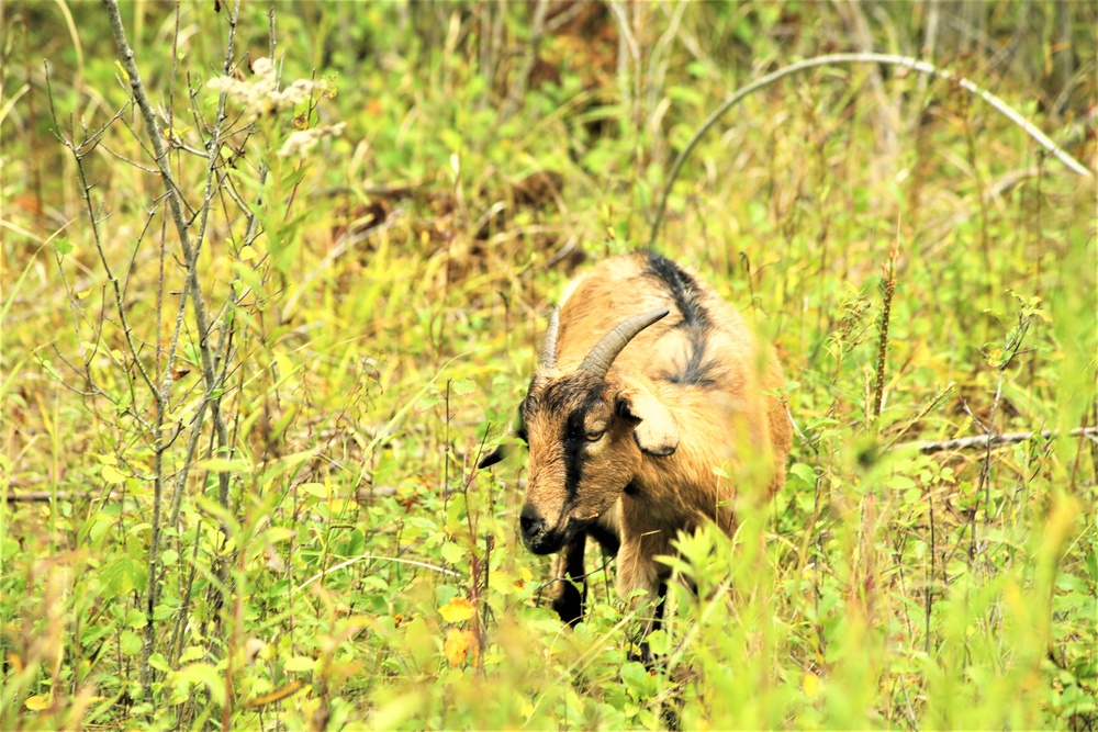 Energy Action Month: Fort McCoy uses goats to save on resources in fight against invasive plant species