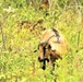 Energy Action Month: Fort McCoy uses goats to save on resources in fight against invasive plant species