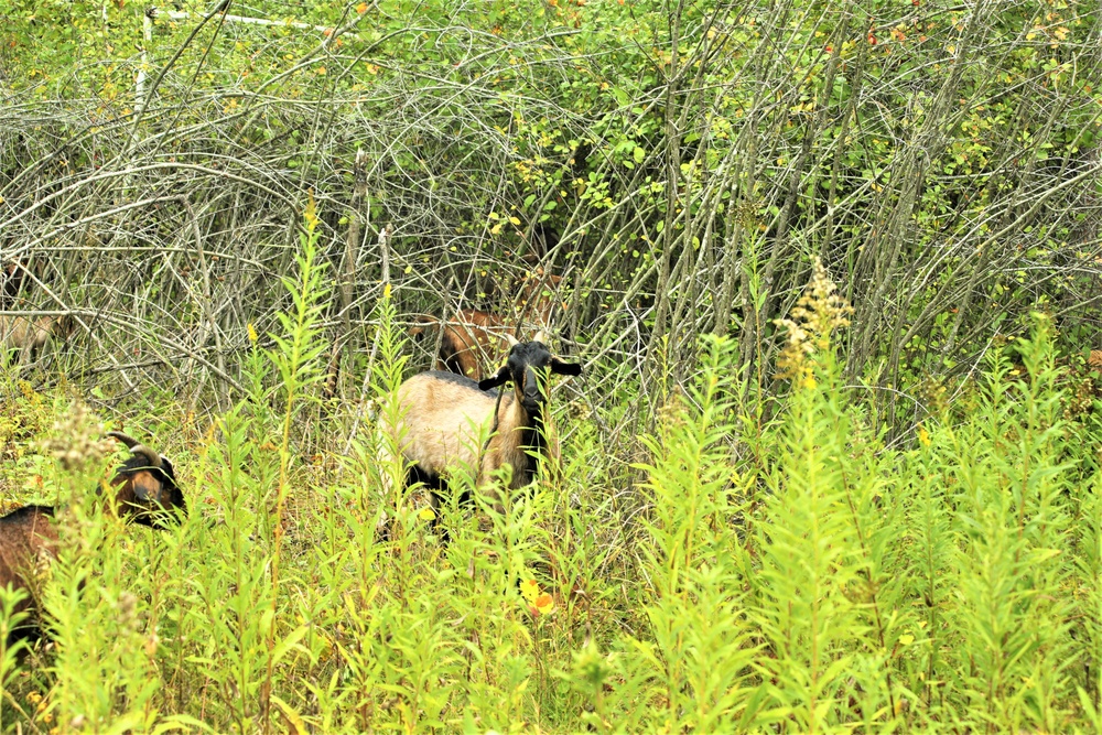 Energy Action Month: Fort McCoy uses goats to save on resources in fight against invasive plant species