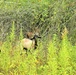 Energy Action Month: Fort McCoy uses goats to save on resources in fight against invasive plant species