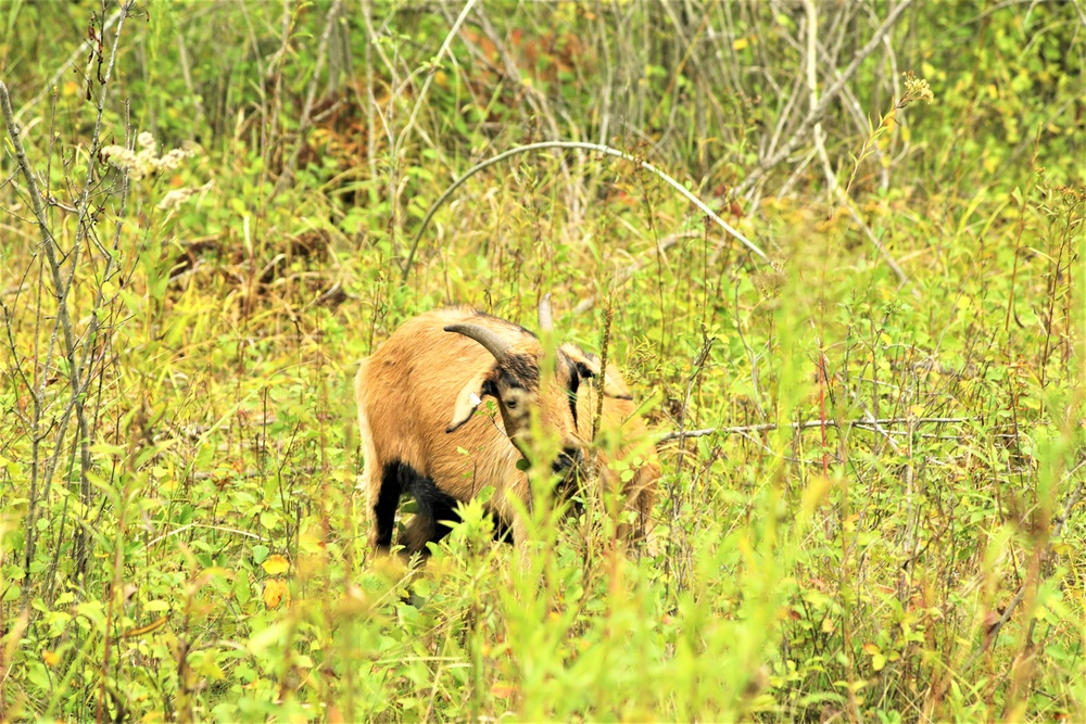 Energy Action Month: Fort McCoy uses goats to save on resources in fight against invasive plant species