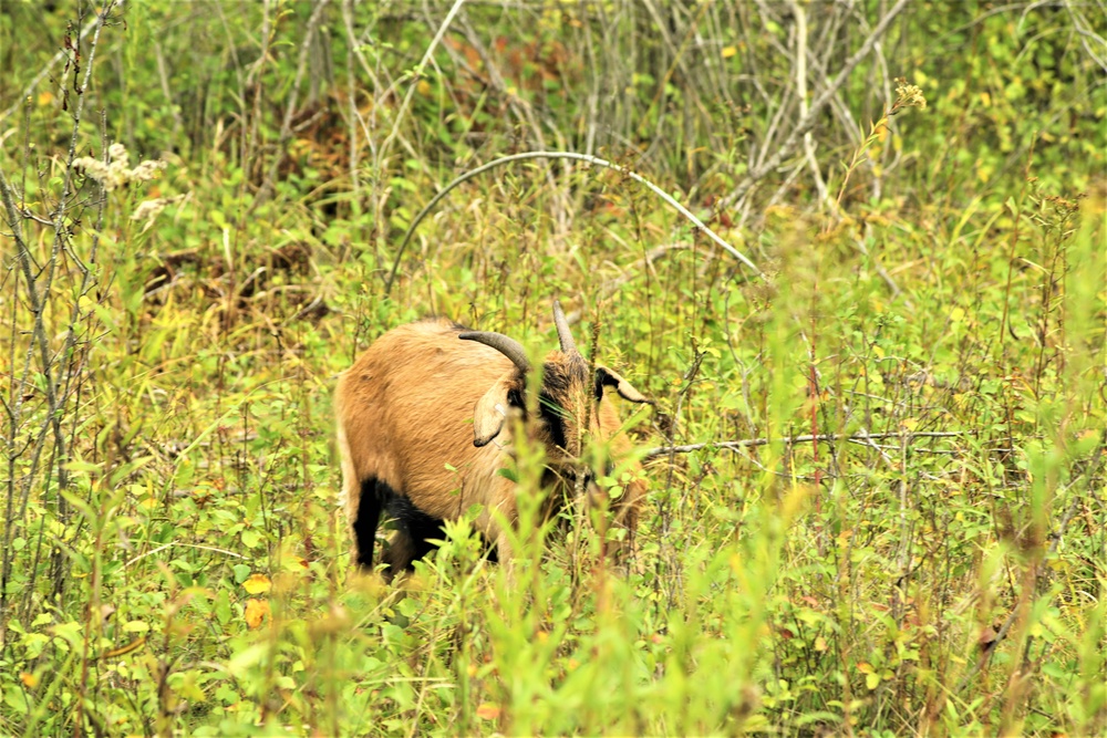 Energy Action Month: Fort McCoy uses goats to save on resources in fight against invasive plant species