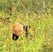 Energy Action Month: Fort McCoy uses goats to save on resources in fight against invasive plant species