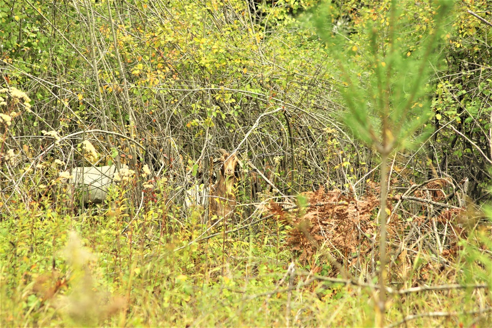 Energy Action Month: Fort McCoy uses goats to save on resources in fight against invasive plant species