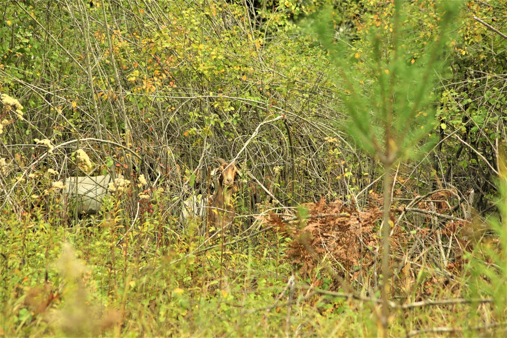 Energy Action Month: Fort McCoy uses goats to save on resources in fight against invasive plant species