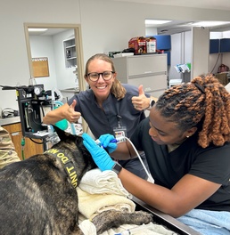 Caring for military working dogs’ dental health