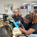 Caring for military working dogs’ dental health