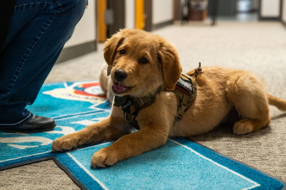 New support dog at the 139th Airlift Wing