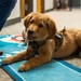 New support dog at the 139th Airlift Wing