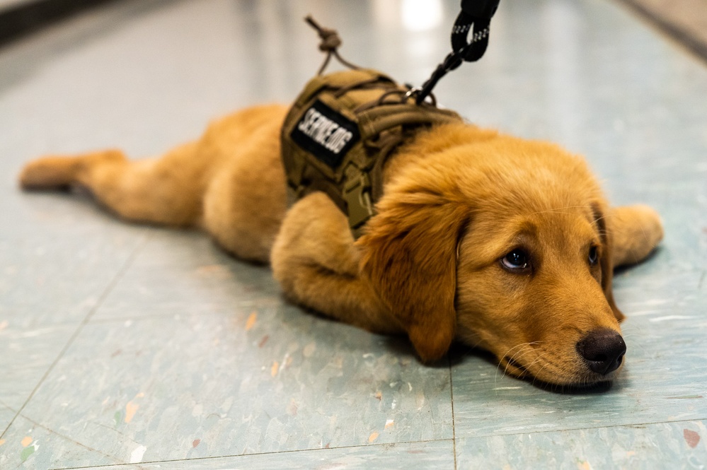 New support dog at the 139th Airlift Wing