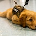 New support dog at the 139th Airlift Wing