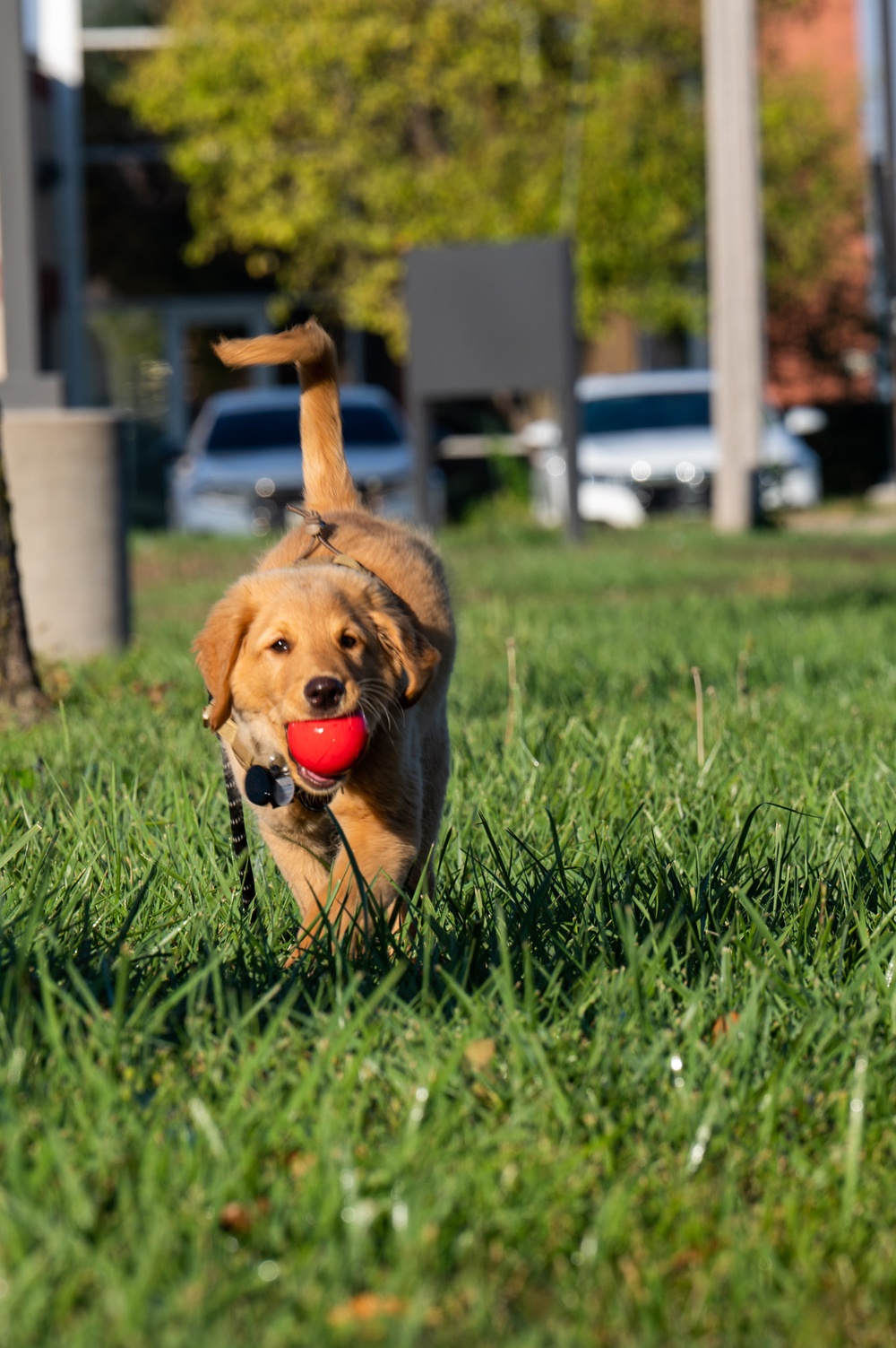 New support dog at the 139th Airlift Wing