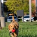 New support dog at the 139th Airlift Wing