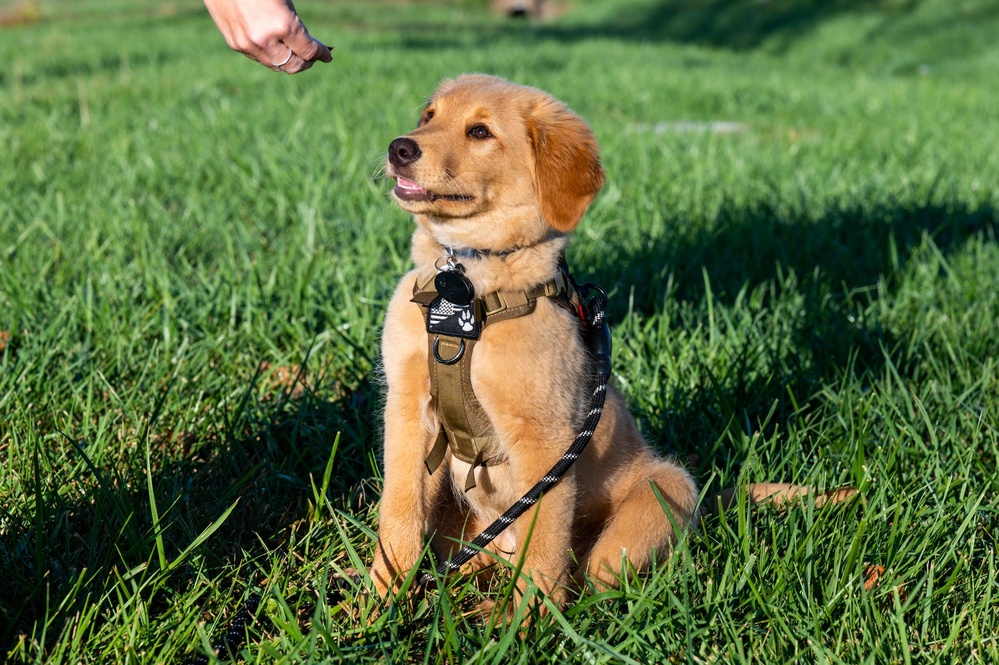 New support dog at the 139th Airlift Wing