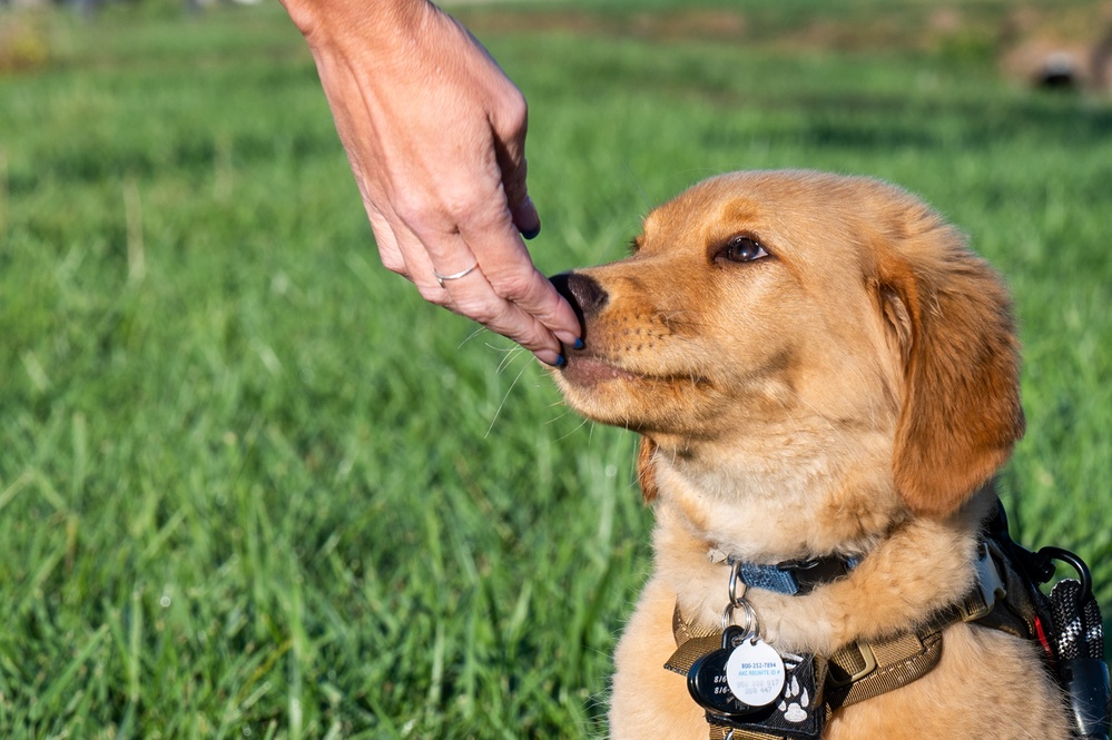 New support dog at the 139th Airlift Wing