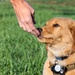 New support dog at the 139th Airlift Wing