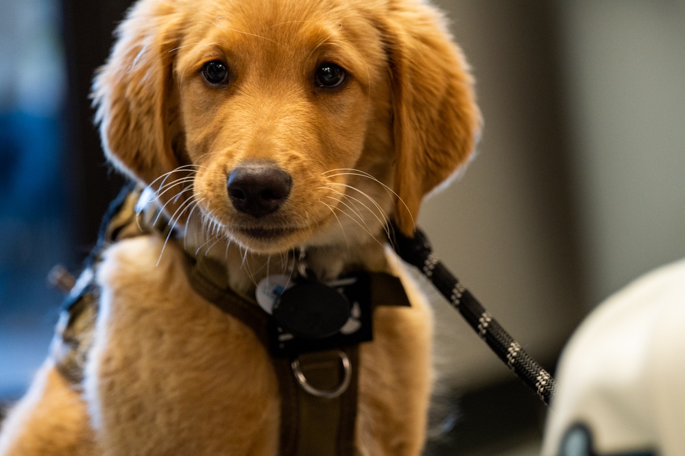 New support dog at the 139th Airlift Wing