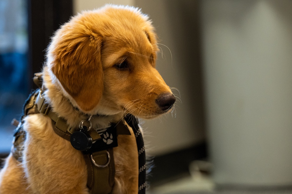 New support dog at the 139th Airlift Wing