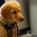 New support dog at the 139th Airlift Wing