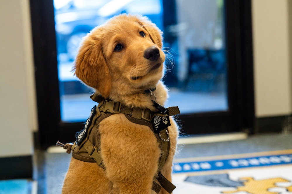 New support dog at the 139th Airlift Wing