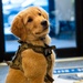 New support dog at the 139th Airlift Wing