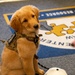 New support dog at the 139th Airlift Wing