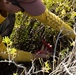 Nu'upia Guardians: Paepae o He’eia Members Remove Invasive Plant Species From Nu’upia Fishpond