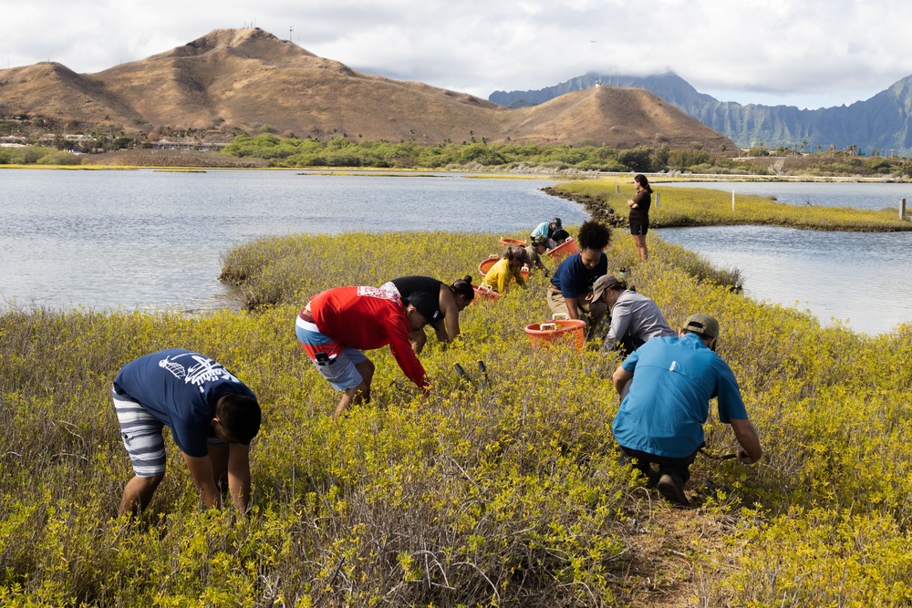 Nu'upia Guardians: Paepae o He’eia Members Remove Invasive Plant Species From Nu’upia Fishpond