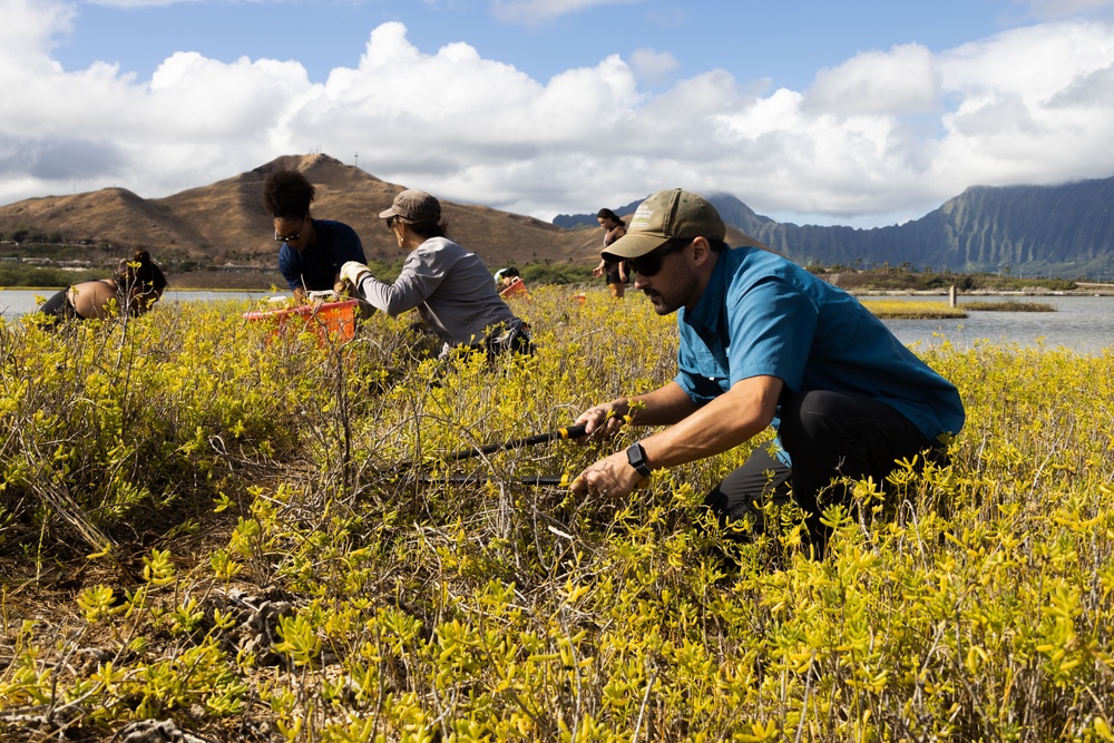 Nu'upia Guardians: Paepae o He’eia Members Remove Invasive Plant Species From Nu’upia Fishpond