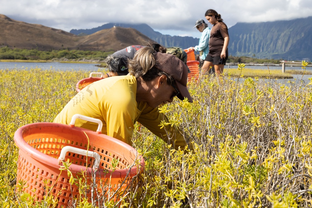 Nu'upia Guardians: Paepae o He’eia Members Remove Invasive Plant Species From Nu’upia Fishpond