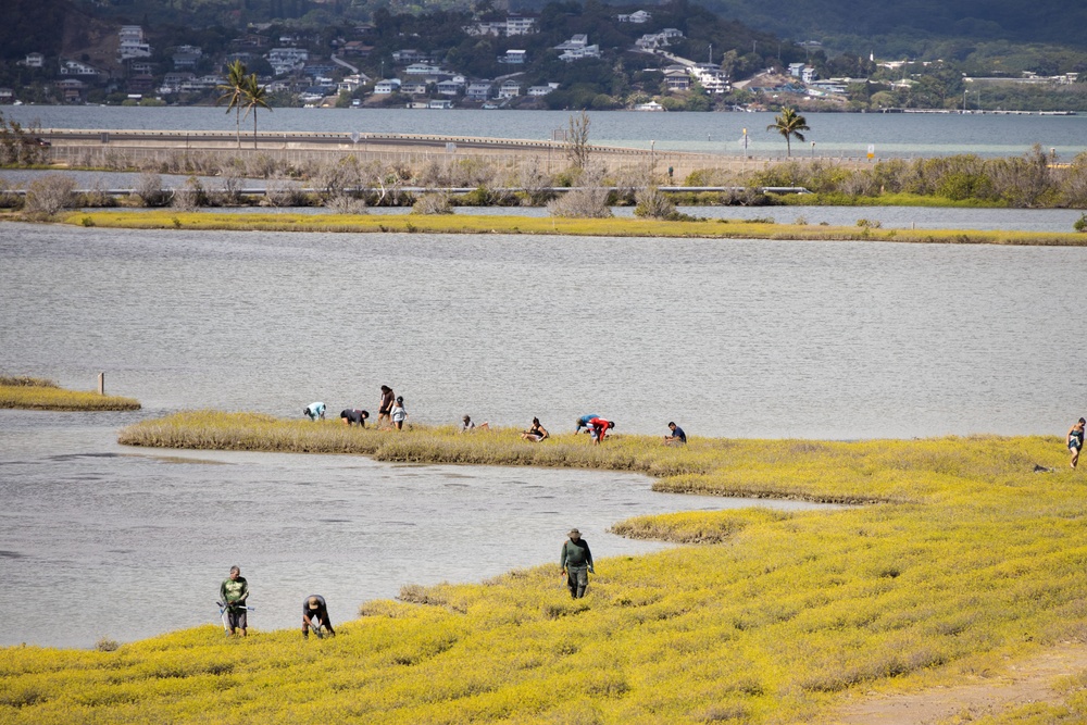 Nu'upia Guardians: Paepae o He’eia Members Remove Invasive Plant Species From Nu’upia Fishpond